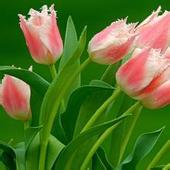 ǰٽYʯӊZ